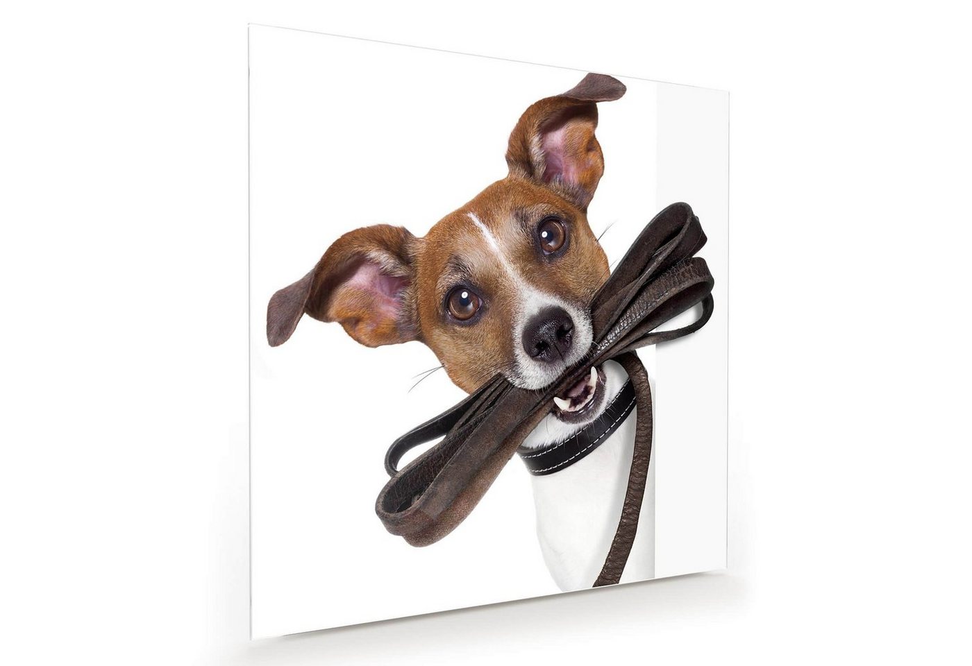 Primedeco Glasbild Wandbild Quadratisch Hund mit Sonnenbrille mit Aufhängung, Tiere von Primedeco