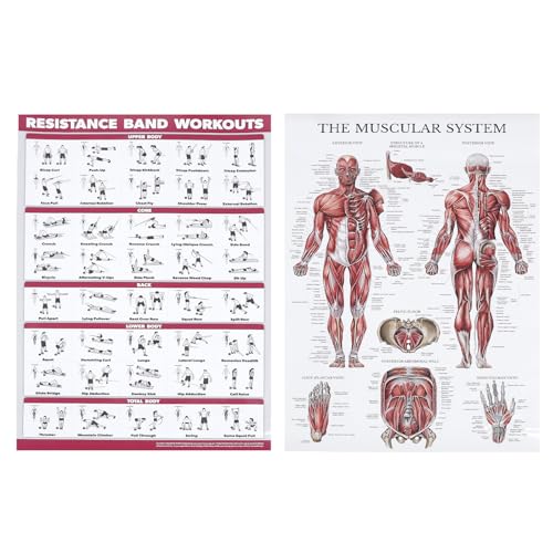 Saluaqui Fitness-Workout-Poster, Widerstandsband-Trainingsposter und Muskelsystem-Anatomie-Poster für das Fitnessstudio zu Hause, Effektive Ganzkörperübung, Klare Bilder für von Saluaqui
