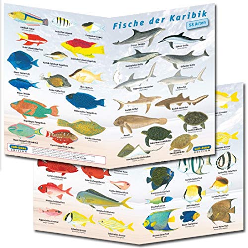 Fischfaltblatt Fischbestimmungskarte Faltblatt zur Fischbestimmung Mittelmeer, Süßwasser, Rotes Meer (Karibik) von Sub-base