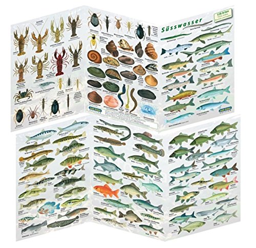 Fischfaltblatt Fischbestimmungskarte Faltblatt zur Fischbestimmung Mittelmeer, Süßwasser, Rotes Meer (Süßwasser) von Sub-base
