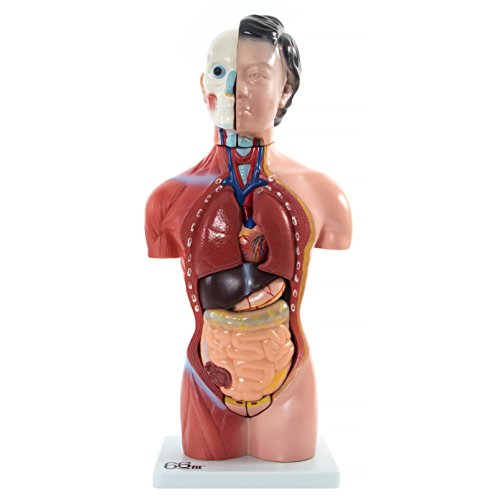66fit Anatomisches Modell eines weiblichen Torsos – 15 Teile – 42 cm 66fit Anatomisches Modell eines weiblichen Torsos – 15 Teile – 42 cm von 66Fit