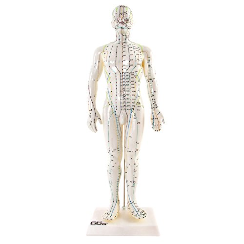 66Fit Menschliches, männliches Akupunkturmodell – 50 cm – Lehrmittel für das Medizinstudium von 66Fit