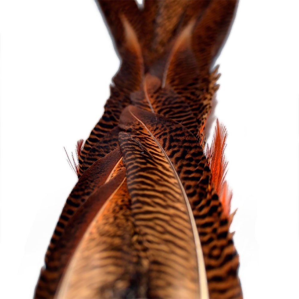 Baetis Male Pheasant Tail Feather Mehrfarbig Baetis Male Pheasant Tail Feather Mehrfarbig von Baetis