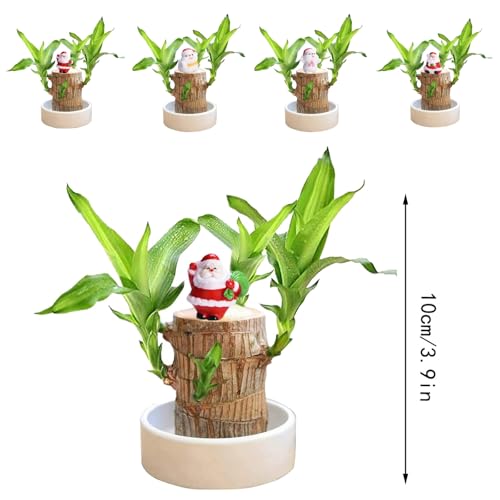 Brasilianisches GlüCksholz Brasilianisches Holz Pflanze Mini Glücksholz Brasilianische Holzpflanze mit Weihnachtsmann- und Schneemann-Statue Desktop Pflanze Brazilian Wood Plant Pflanzenstumpf von Briskorry