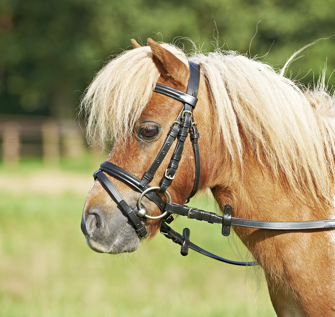 Trense Mini-Shetty II von Busse