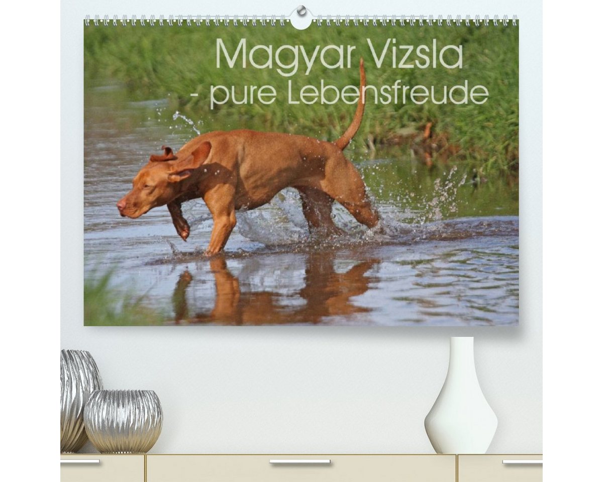 CALVENDO Wandkalender Magyar Vizsla - pure Lebensfreude (Premium, hochwertiger DIN A2 Wandkalender 2023, Kunstdruck in Hochglanz) von CALVENDO