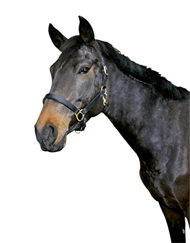Kerbl Halfter Eco Warmblut, Leder Schwarz, 32257 Kerbl Halfter Eco Warmblut, Leder Schwarz, 32257 von Covalliero