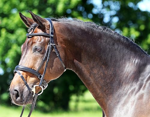 EURORIDING Super Soft RH schwarz - Pony von EURORIDING