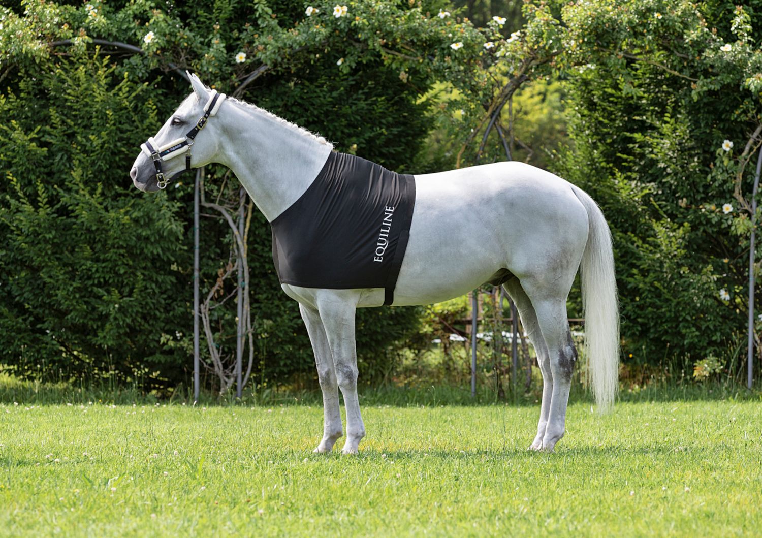 Equiline Edinburgh Under Rug Brustschutz Equiline Edinburgh Under Rug Brustschutz von Equiline