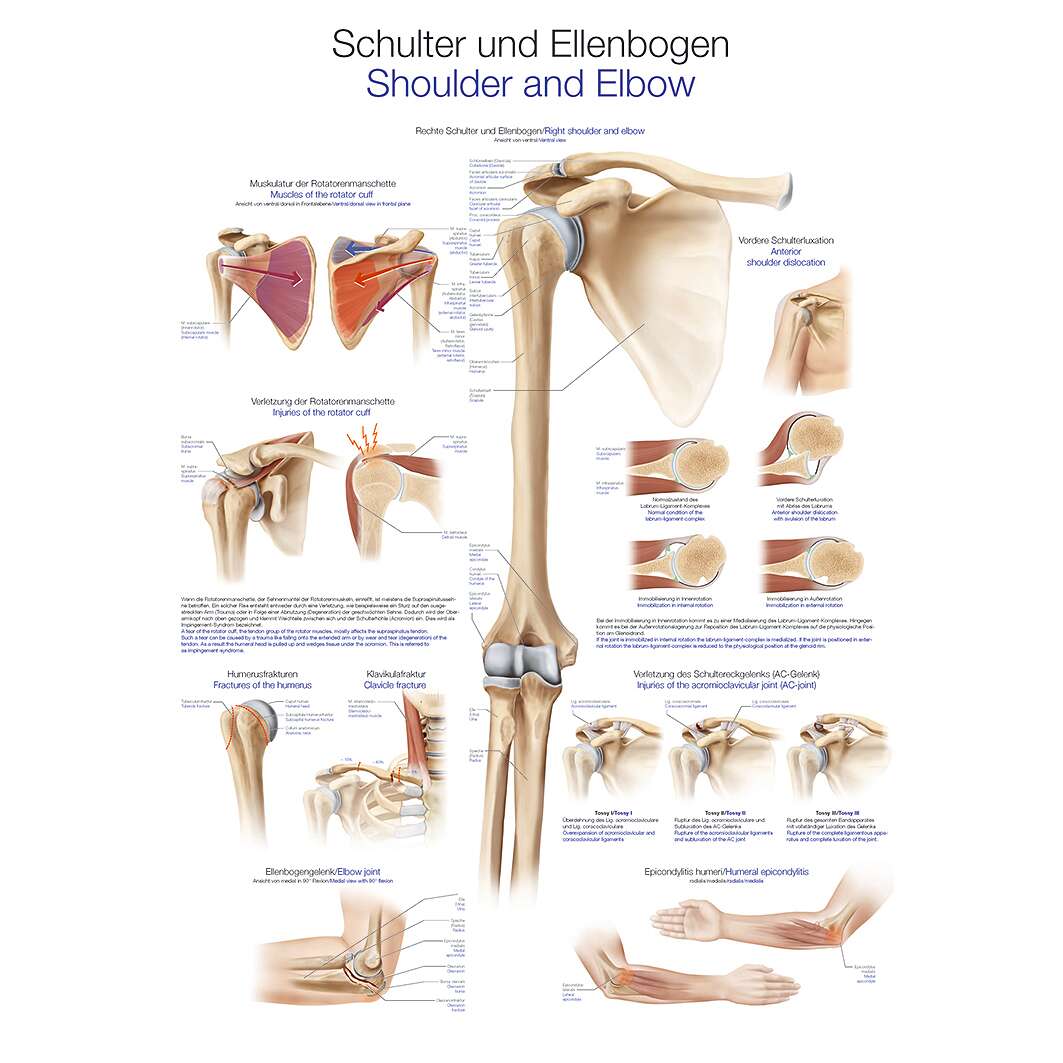 Erler Zimmer Anatomische Lehrtafel, Die Schulter und der Ellenbogen von Erler Zimmer