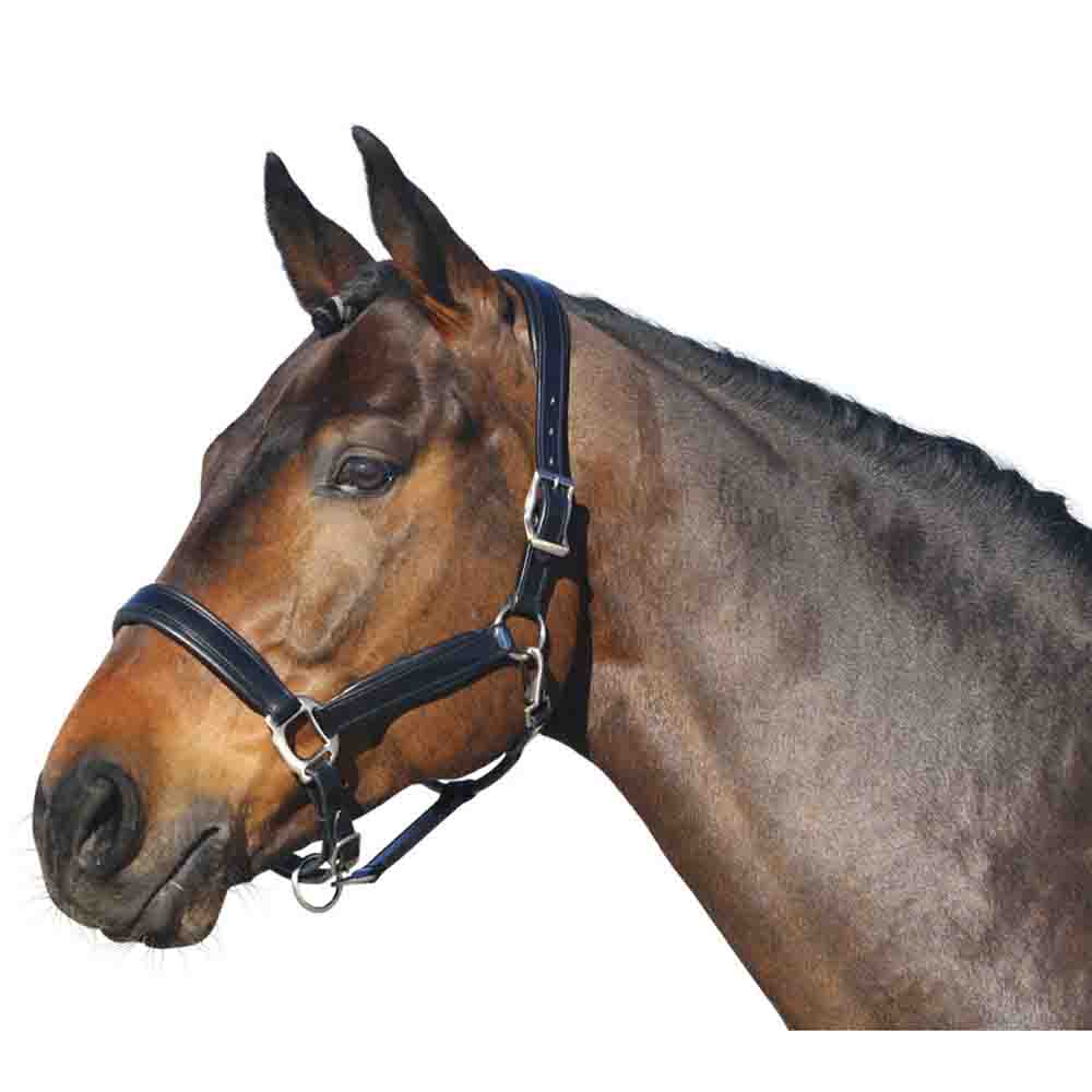 Euroriding Halfter Leder British Line Euroriding Halfter Leder British Line von Euroriding