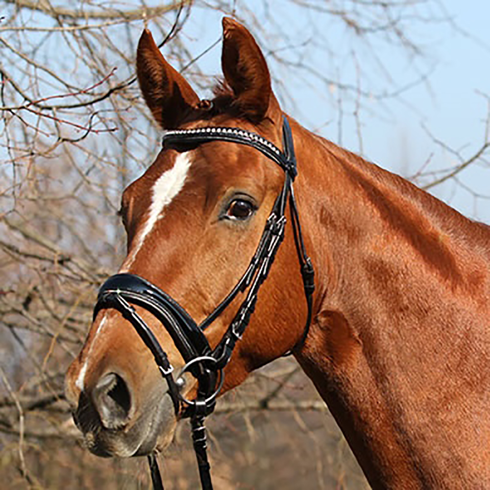 Euroriding Trense Newbury schwedisch Euroriding Trense Newbury schwedisch von Euroriding