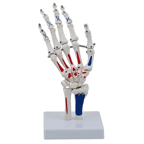 FHUILIJH Lebensgroßes Handknochenmodell - Handskelettmodell mit Gelenken - Ulna und Radius buntes Handknochenmodell,Weiß,24cm von FHUILIJH