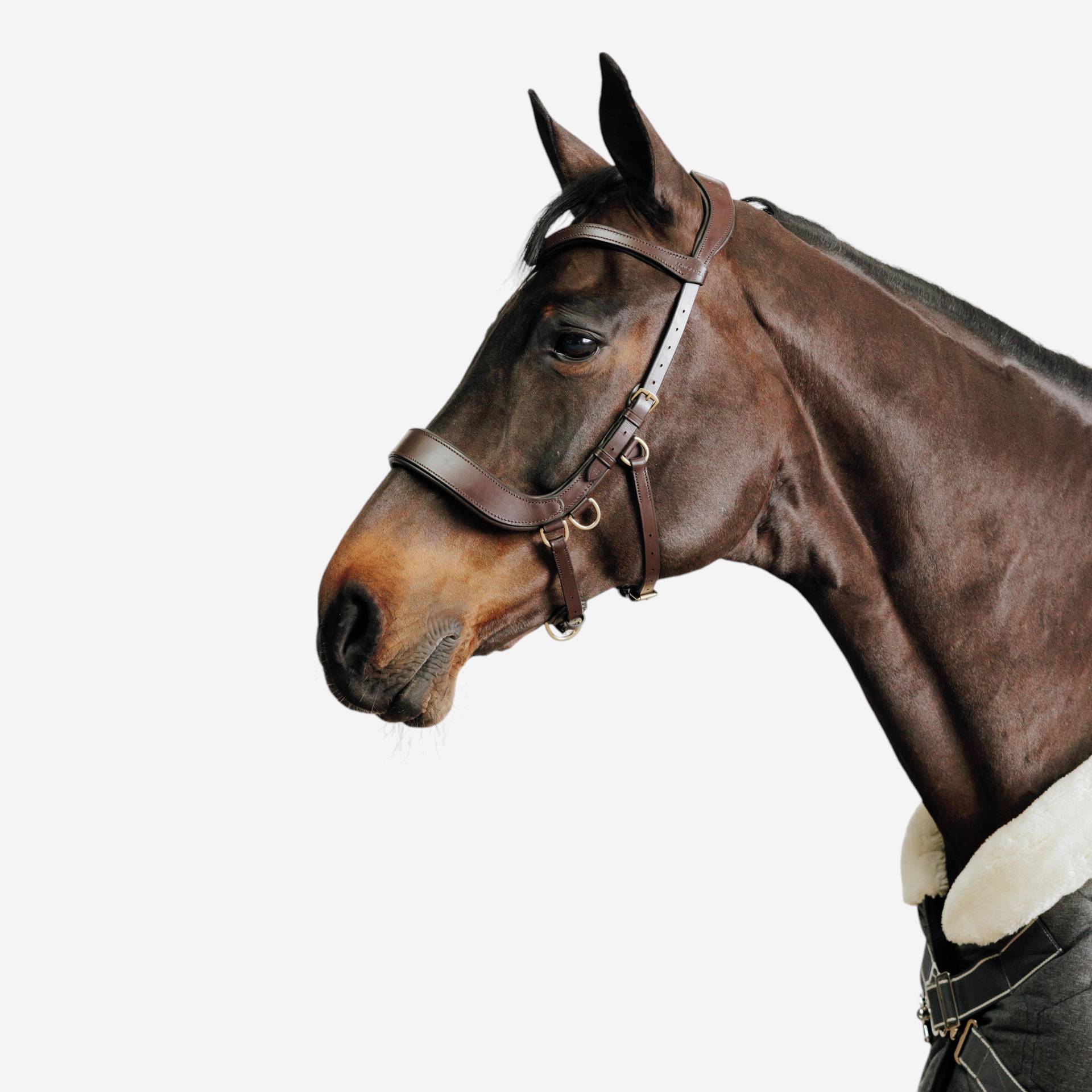 Gebisslose Trense Pferd/Pony braun Gebisslose Trense Pferd/Pony braun von FOUGANZA