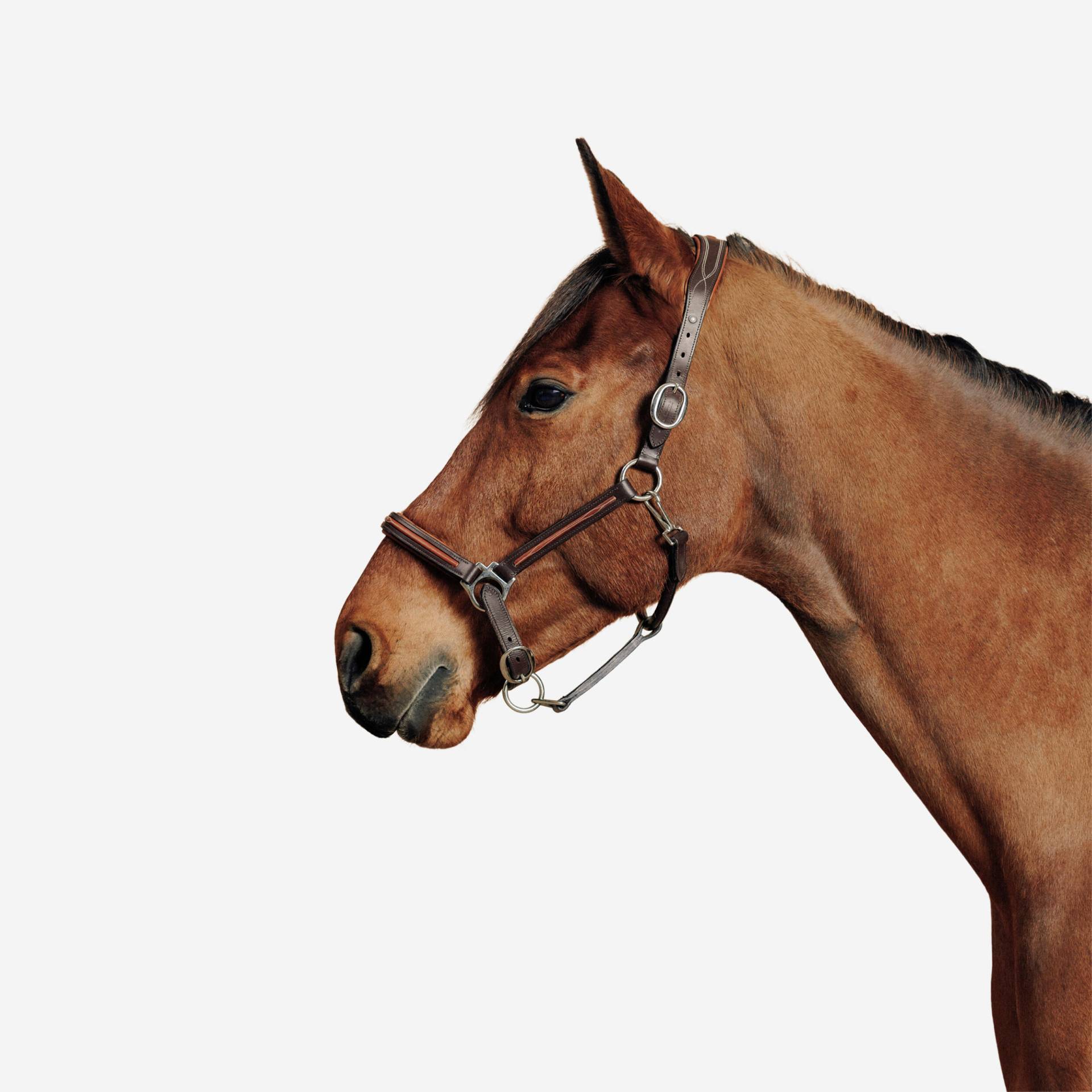 Halfter Pferd/Pony Leder - Romeo 900 braun Halfter Pferd/Pony Leder - Romeo 900 braun von FOUGANZA