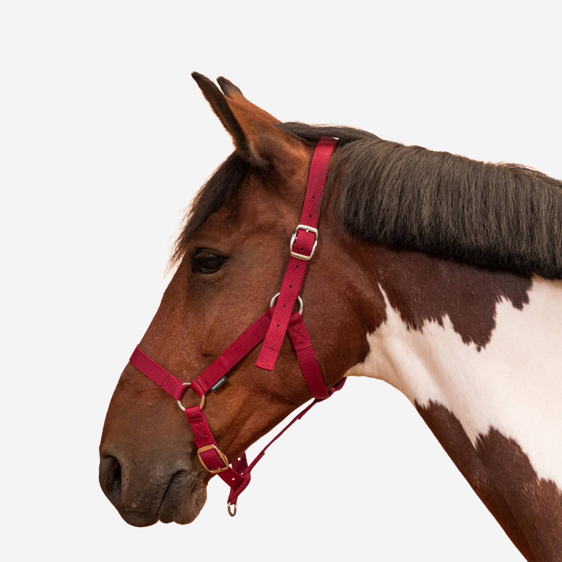 Halfter Pferd/Pony - Schooling rot von FOUGANZA