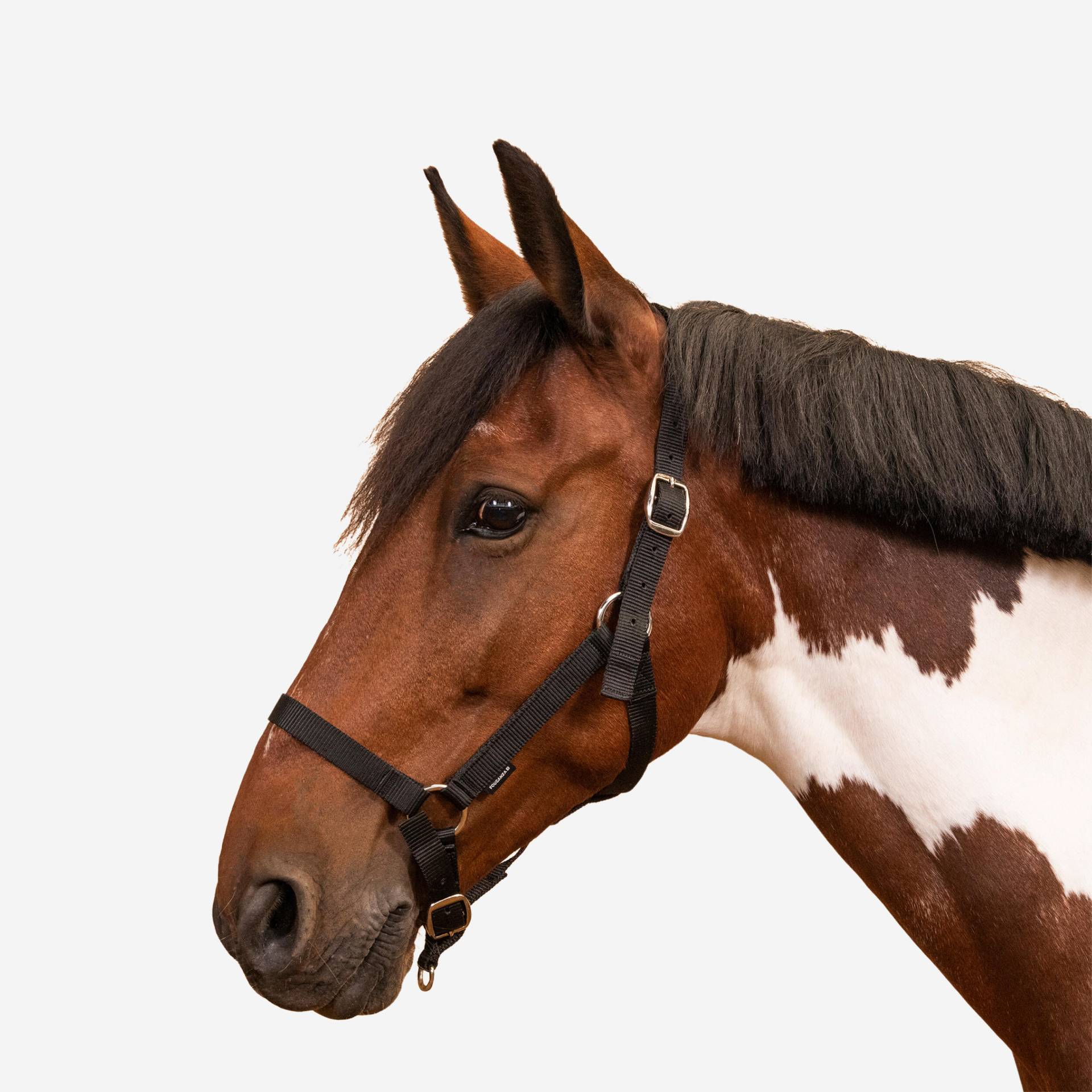 Halfter Pferd/Pony - Schooling schwarz von FOUGANZA