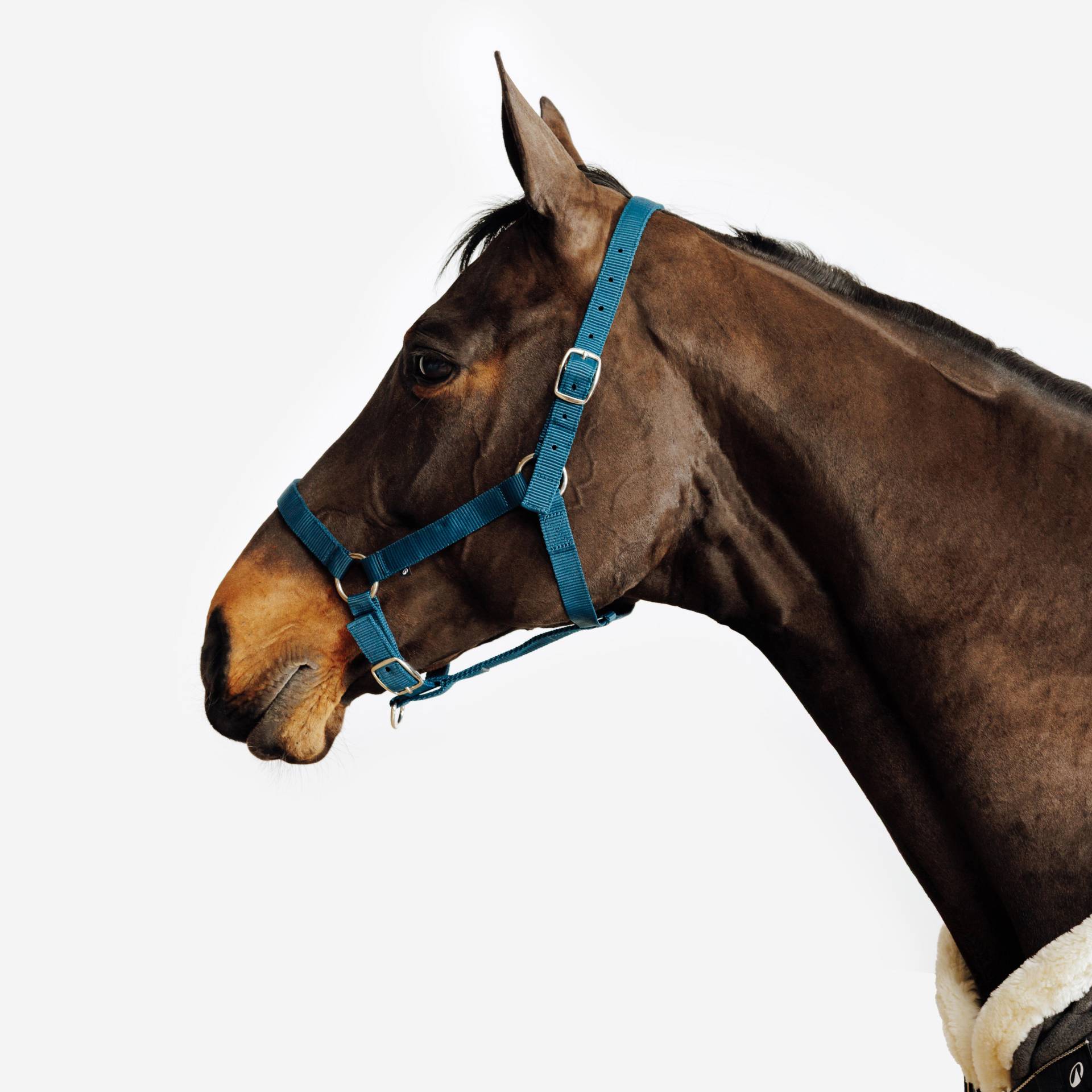 Halfter Schooling blau Halfter Schooling blau von FOUGANZA