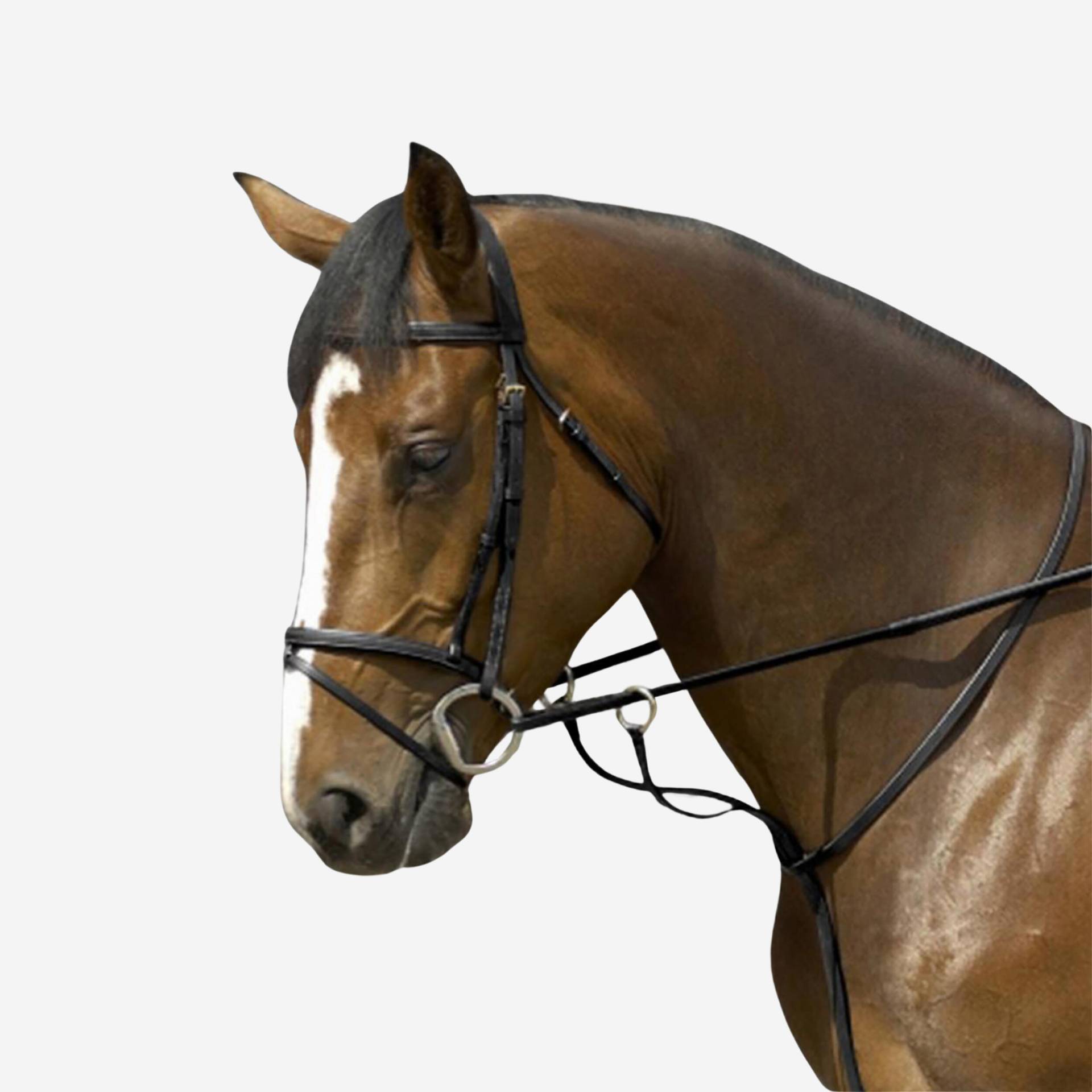 Martingal mit Ringen - Schooling schwarz Martingal mit Ringen - Schooling schwarz von FOUGANZA