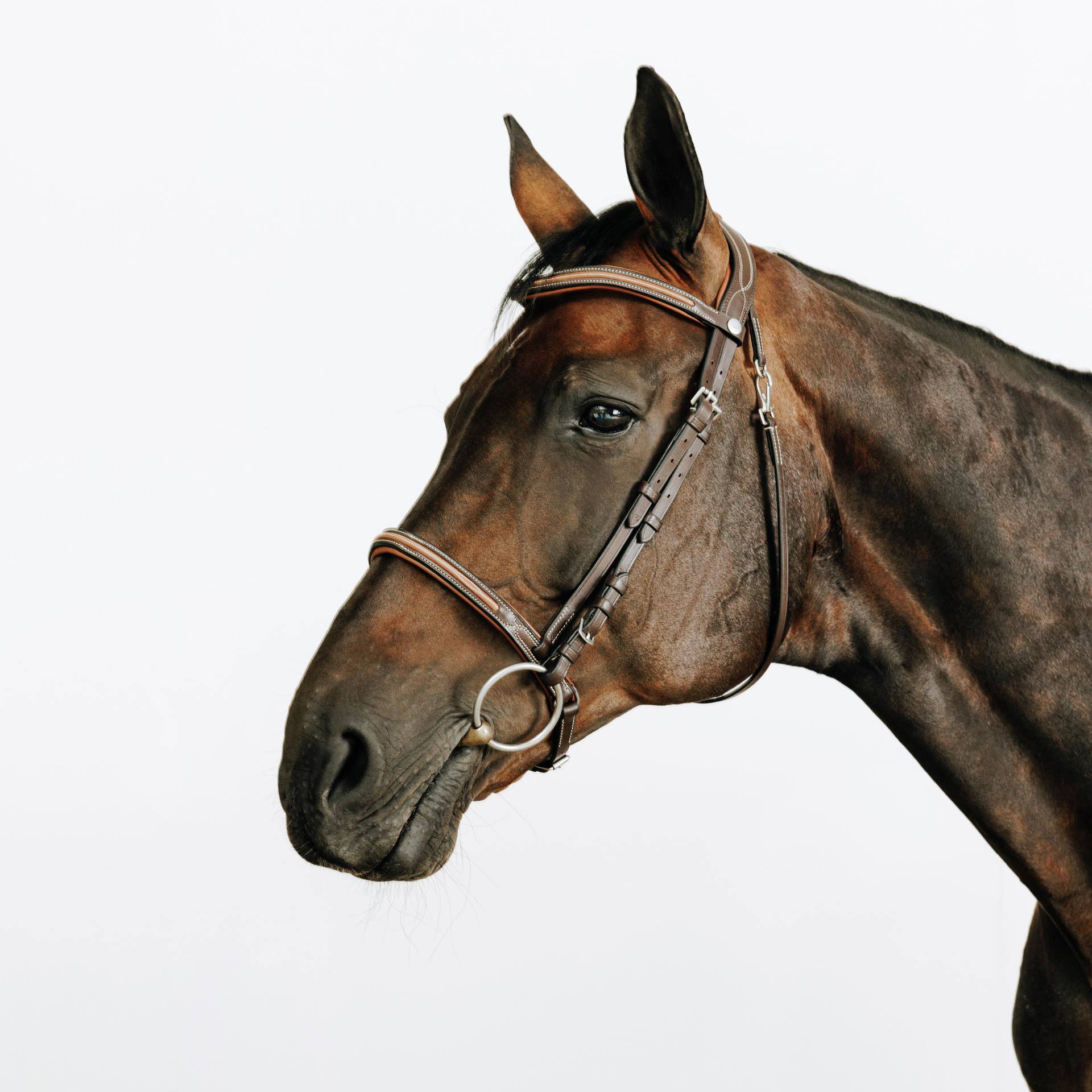Trense 580 Ziernähte Pferd/Pony braun Trense 580 Ziernähte Pferd/Pony braun von FOUGANZA