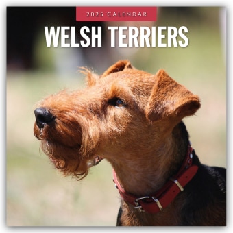 Flechsig, Agenda, Red Robin Publishing Ltd:Welsh Terriers (305 x 305 mm, Englisch, Deutsch) von Flechsig