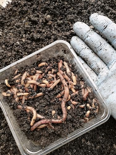 Dendrobenawürmer 1kg Angelwurm Regenwurm lebend Naturköder Lebendköder Dendro Dendrobenawürmer 1kg Angelwurm Regenwurm lebend Naturköder Lebendköder Dendro von Generic