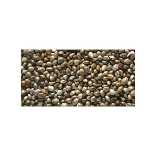 Generisch Hanfsamen 20kg Karpfen Futter Karpfen Lockstoff Angelfutter Anfüttern Generisch Hanfsamen 20kg Karpfen Futter Karpfen Lockstoff Angelfutter Anfüttern von Generisch