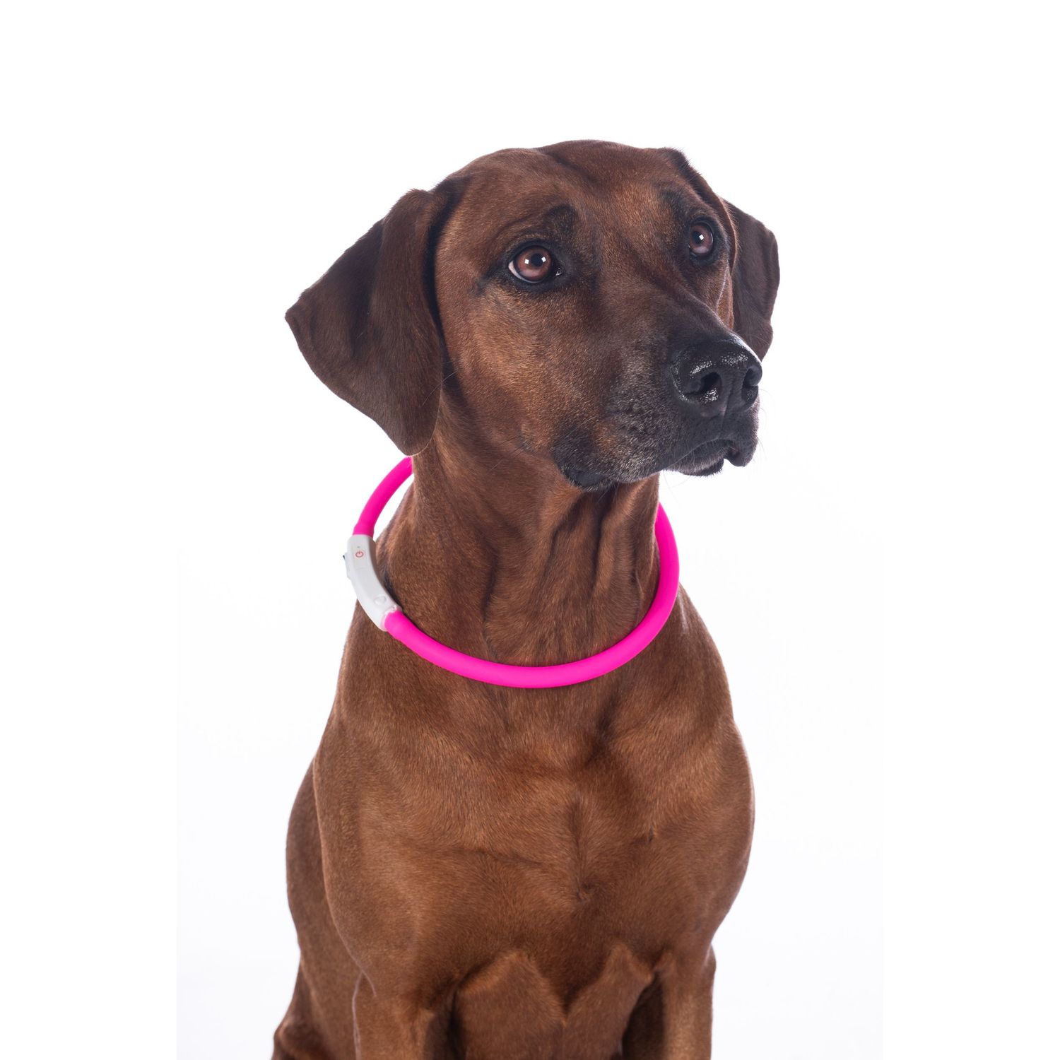 HKM Leuchthalsband für Hunde LED HKM Leuchthalsband für Hunde LED von HKM
