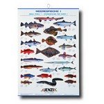 Fischtafel, Salzwasser-Fische, Maße 100/69cm, Type: MEERESFISCHE I Fischtafel, Salzwasser-Fische, Maße 100/69cm, Type: MEERESFISCHE I von Jenzi