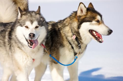 JOCHEN SCHWEIZER Geschenkgutschein: Husky Workshop JOCHEN SCHWEIZER Geschenkgutschein: Husky Workshop von Jochen Schweizer