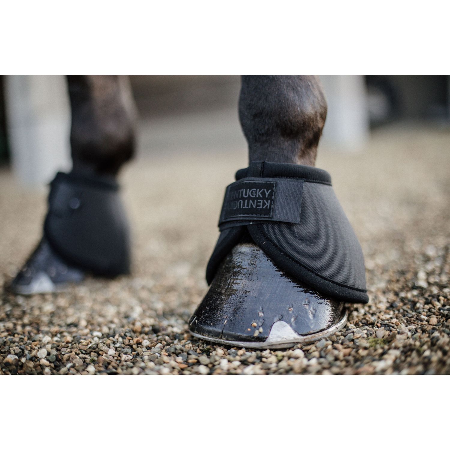 Kentucky Horsewear Hufglocke mit Ballenschutz Kentucky Horsewear Hufglocke mit Ballenschutz von Kentucky Horsewear