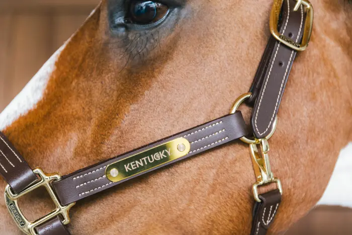 Kentucky Horsewear Leder Halfter Wellington Kentucky Horsewear Leder Halfter Wellington von Kentucky Horsewear