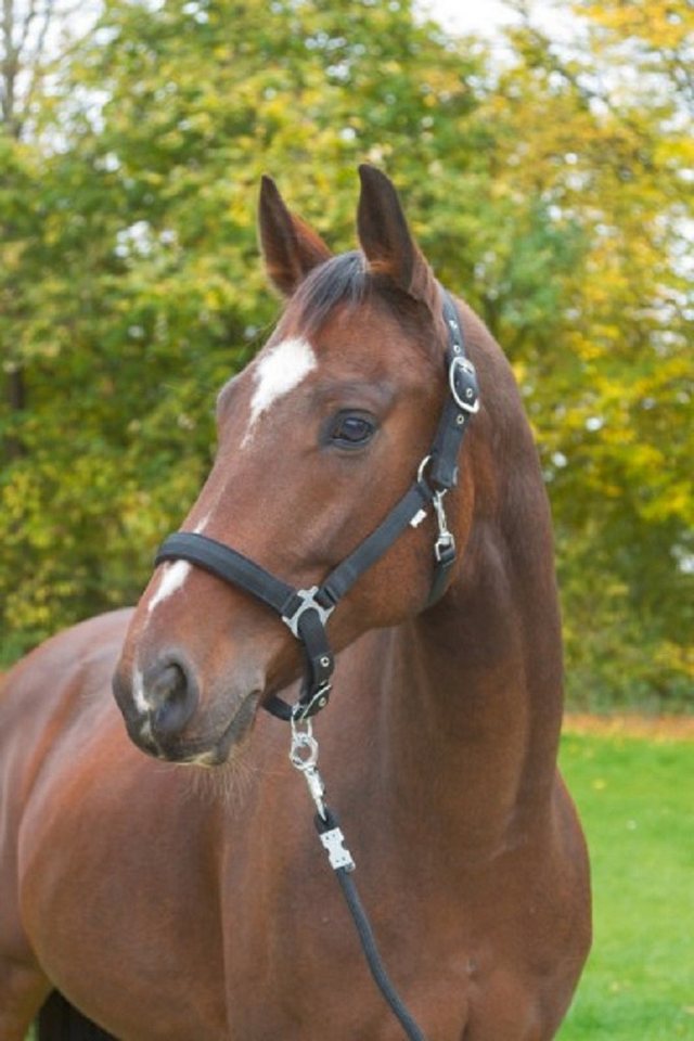 Kerbl Halfter Kerbl Halfter Dexter mit Fleeceunterlage Foal 328654 Kerbl Halfter Kerbl Halfter Dexter mit Fleeceunterlage Foal 328654 von Kerbl