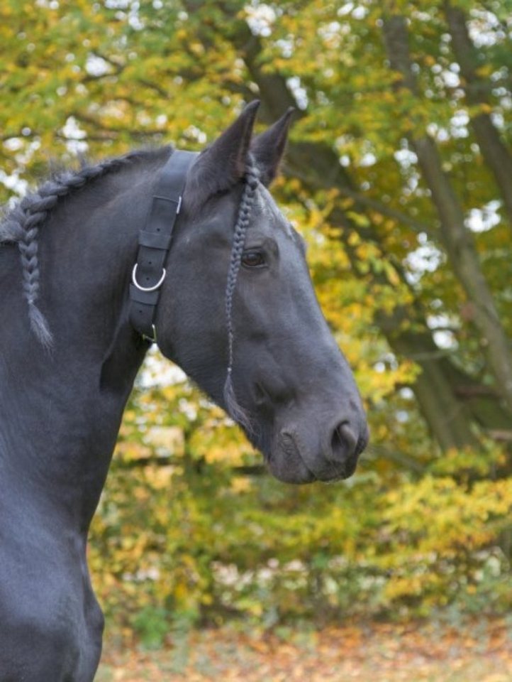 Kerbl Pferdestirnriemen Halsriemen Größe Full schwarz 32340 Kerbl Pferdestirnriemen Halsriemen Größe Full schwarz 32340 von Kerbl