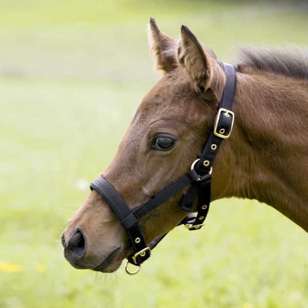 Stallhalfter Fohlen Stallhalfter Fohlen von Kieffer