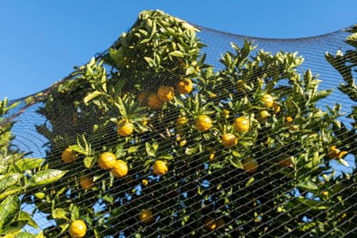 Konege Volierennetz - Breite 10,0m x 5,0m Länge, MW 5,0cm, europ. Fertigung, geknotet, Geflügelnetz, Raubvogelschutz, Taubenabwehr Konege Volierennetz - Breite 10,0m x 5,0m Länge, MW 5,0cm, europ. Fertigung, geknotet, Geflügelnetz, Raubvogelschutz, Taubenabwehr von Konege