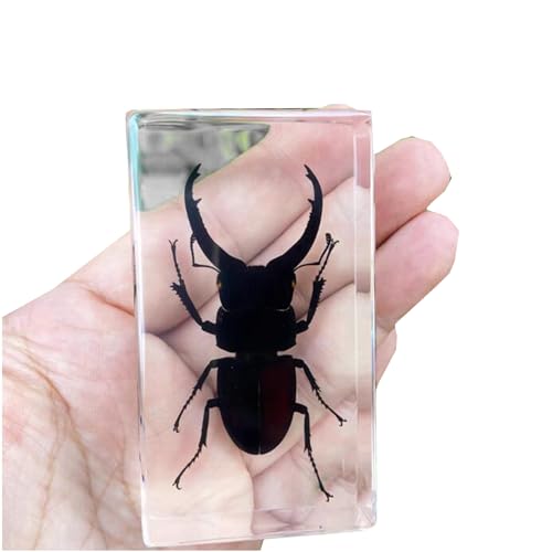 LKYLVEE Echte Hirschkäfer Exemplare Briefbeschwerer Harz natürliche Insekten Probensammlung für Kinder Verschiedene in Harz,B,3inch LKYLVEE Echte Hirschkäfer Exemplare Briefbeschwerer Harz natürliche Insekten Probensammlung für Kinder Verschiedene in Harz,B,3inch von LKYLVEE