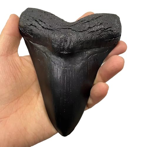 LKYLVEE Harz Megalodon Haifisch Zahn Modell - Paläontologisches Fossil Modell - für Table Shop Ornament Büro Dekor,Schwarz,14cm von LKYLVEE