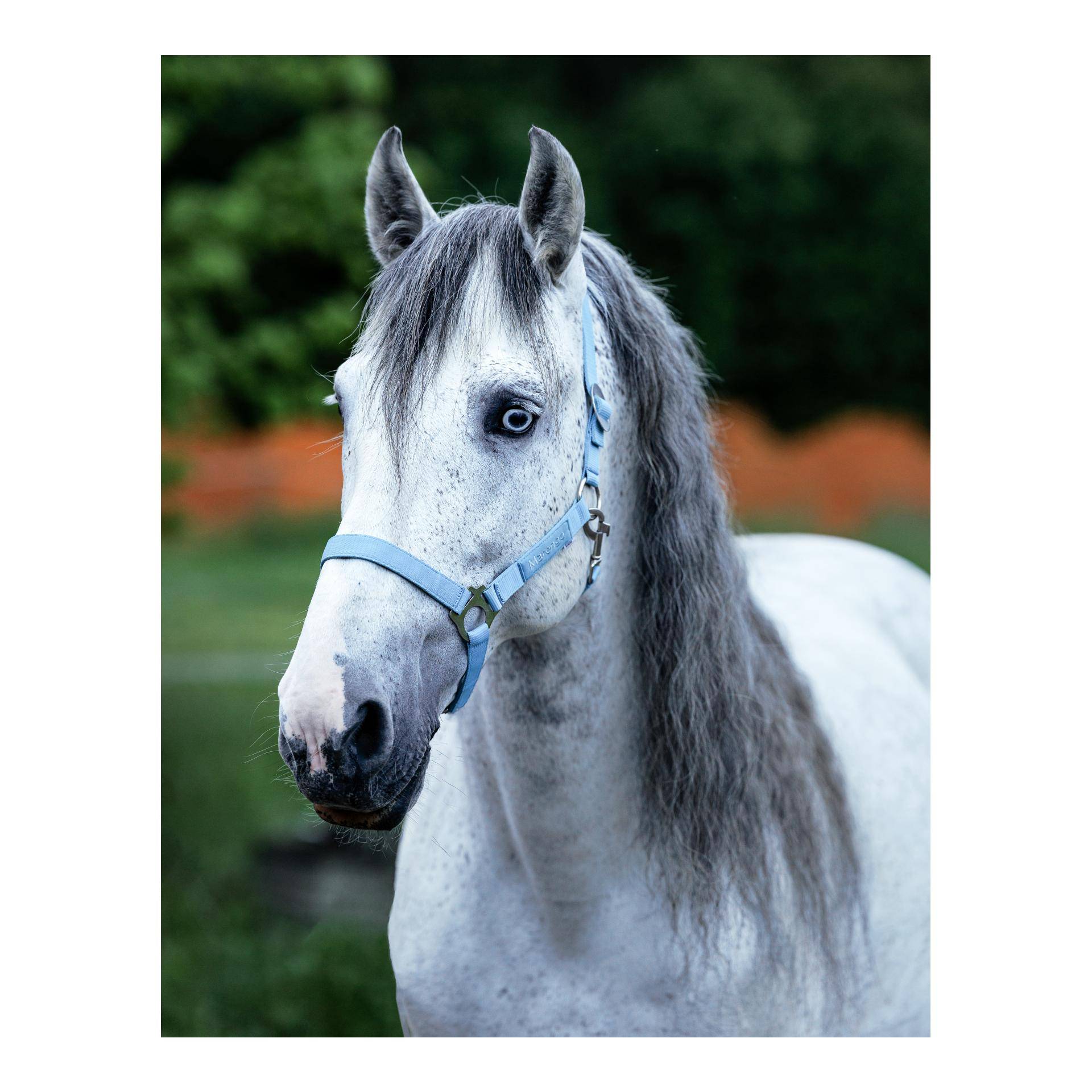 Marengo Nylonhalfter Basic Grösse Pferd: Full, Farbe: Turquoise Clouds Marengo Nylonhalfter Basic Grösse Pferd: Full, Farbe: Turquoise Clouds von Marengo