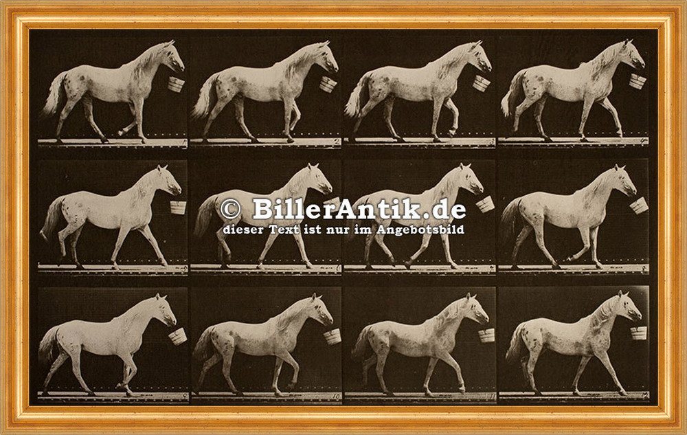 Kunstdruck Walking with a bucket in mouth, light-gray horse, Pferde Photo M 048 G, (1 St) von OTTO