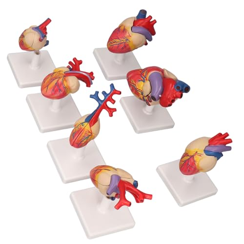 Ouitble 7PCS Herz-Anatomie-Modelle Mit Stützbasis, Lebensgroßes PVC-Modell des Menschlichen Herzens Für Die Medizinische Lehrausbildung von Ouitble