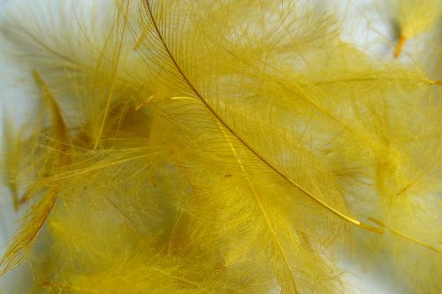 Pechetruite 1g - CDC (Cul de Canard) Federn - WOODDUCK Gold - Für Fliegenbinden von Pechetruite