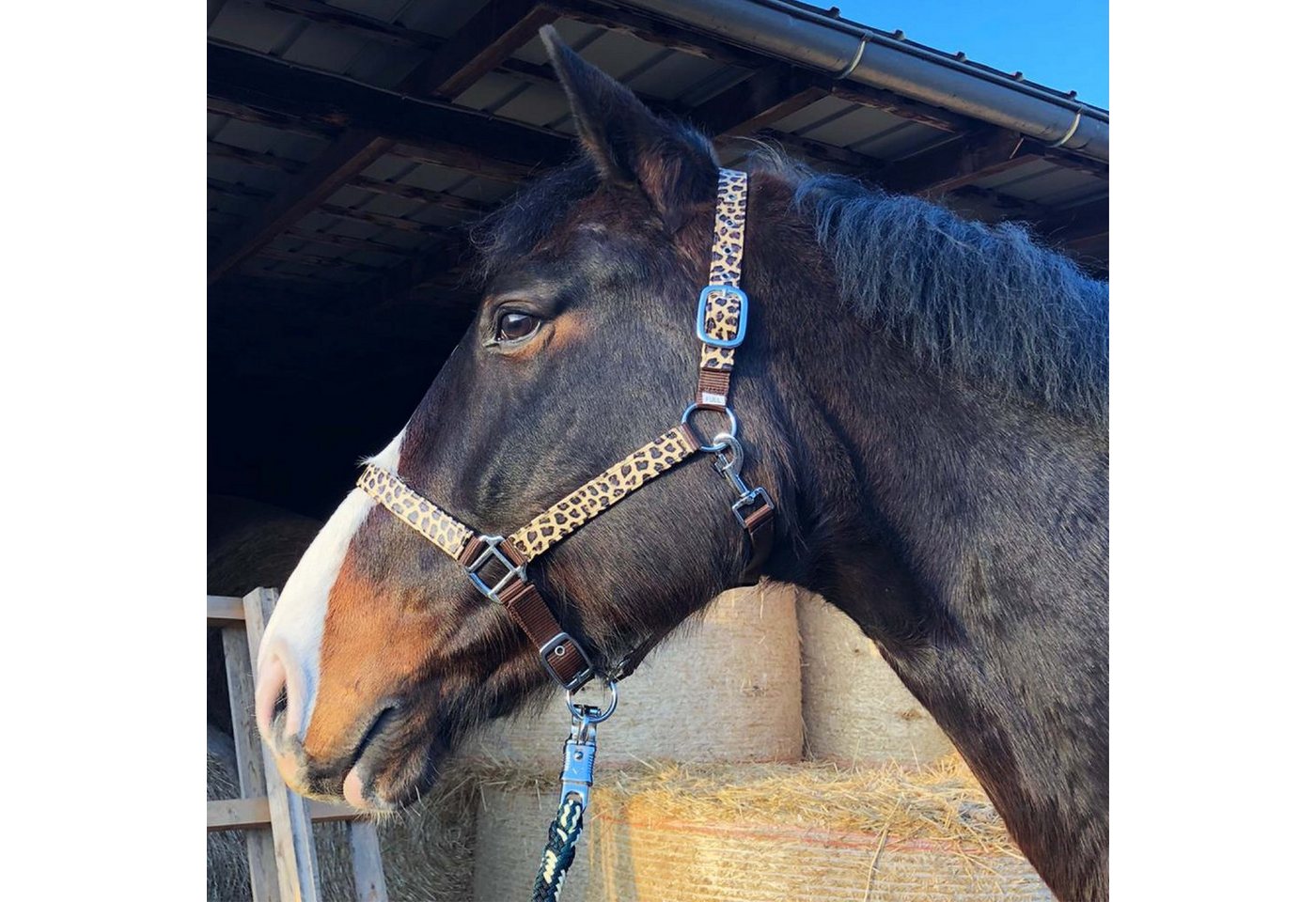 Pferdelinis Halfter Halfter für Pferde stylischer Leopard Look Shetty, Pony, Cob, Warmblut, verstellbar an Kinn- und Genickstück von Pferdelinis