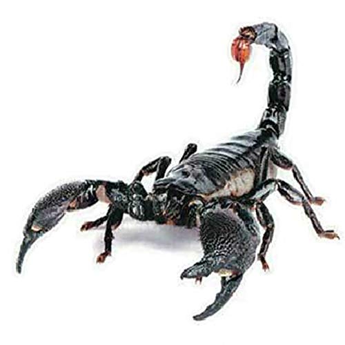 Porfeet Autoaufkleber, 3D Autoaufkleber Simulation Tier Stoßstange Tür Dekor Skorpion Spinne Eidechse Aufkleber Skorpion Porfeet Autoaufkleber, 3D Autoaufkleber Simulation Tier Stoßstange Tür Dekor Skorpion Spinne Eidechse Aufkleber Skorpion von Porfeet