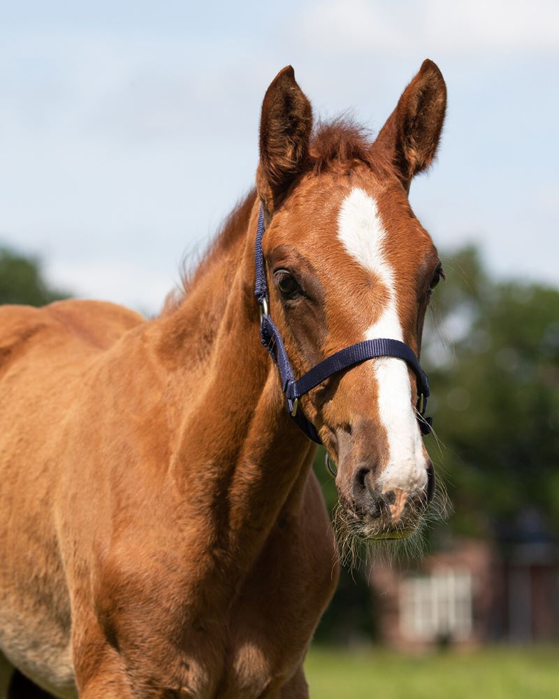 Fohlen Halfter von QHP