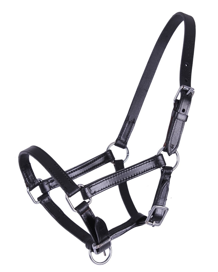 QHP Chico Lederhalfter Fohlen QHP Chico Lederhalfter Fohlen von QHP