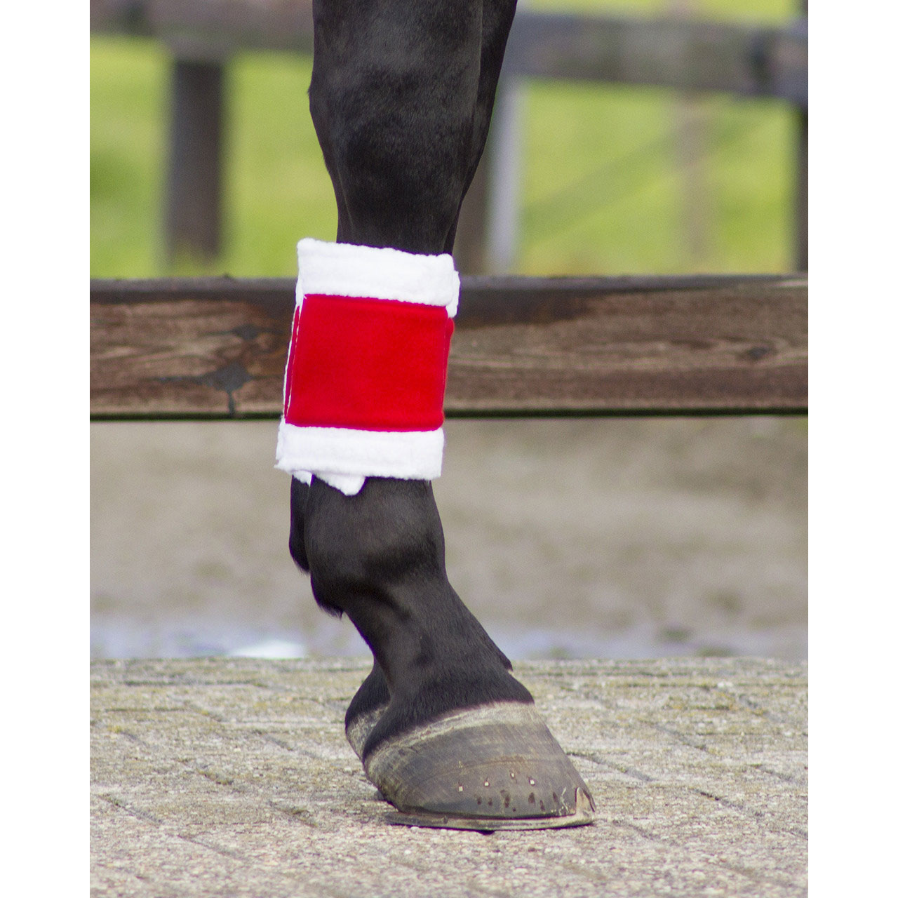 QHP Weihnachtsbandagen 4er Set QHP Weihnachtsbandagen 4er Set von QHP