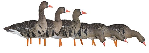 RASport Lockvogel, weiße Gänse, Avian X, 6 Stück RASport Lockvogel, weiße Gänse, Avian X, 6 Stück von RAsport