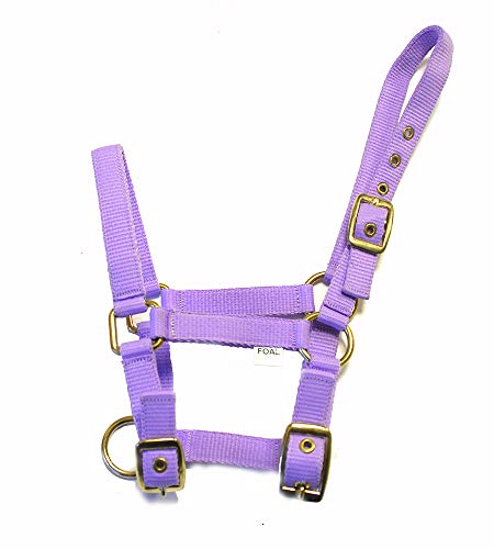 Rhinegold 0 Fohlen-Halfter aus Nylon, Lila Nylonhalfter, Flieder, Einheitsgröße Rhinegold 0 Fohlen-Halfter aus Nylon, Lila Nylonhalfter, Flieder, Einheitsgröße von Rhinegold