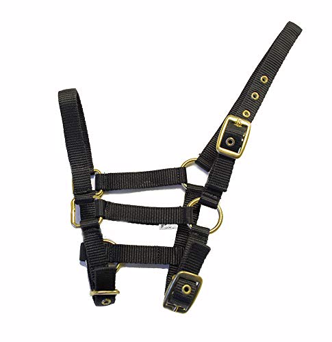 Rhinegold 0 Nylon Foal Headcollar-Black Halfter für Fohlen, Schwarz, Einheitsgröße Rhinegold 0 Nylon Foal Headcollar-Black Halfter für Fohlen, Schwarz, Einheitsgröße von Rhinegold